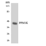 Western Blot - Anti-PPM1K Antibody (R12-3346) - Antibodies.com
