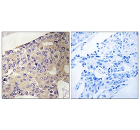 Immunohistochemistry - Anti-PEX10 Antibody (C17648) - Antibodies.com