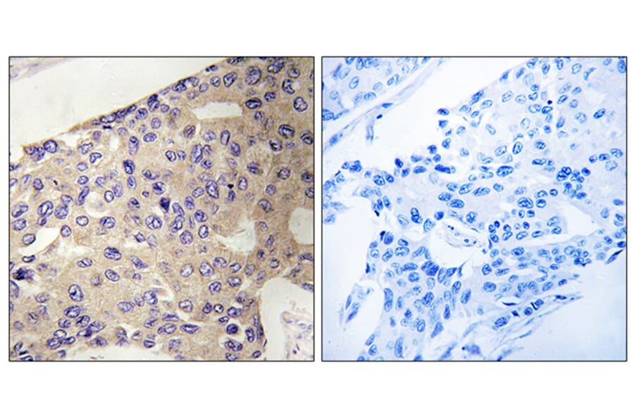 Immunohistochemistry - Anti-PEX10 Antibody (C17648) - Antibodies.com
