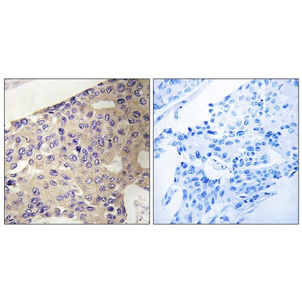 Immunohistochemistry - Anti-PEX10 Antibody (C17648) - Antibodies.com