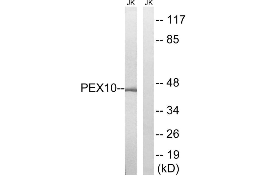 Western Blot - Anti-PEX10 Antibody (C17648) - Antibodies.com