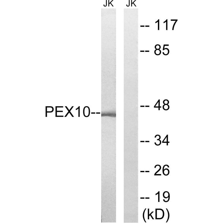 Western Blot - Anti-PEX10 Antibody (C17648) - Antibodies.com