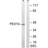 Western Blot - Anti-PEX10 Antibody (C17648) - Antibodies.com