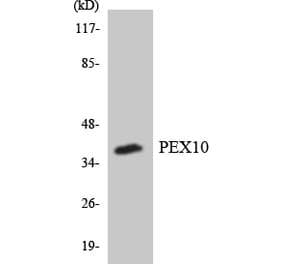 Western Blot - Anti-PEX10 Antibody (R12-3320) - Antibodies.com