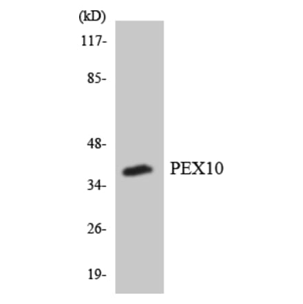 Western Blot - Anti-PEX10 Antibody (R12-3320) - Antibodies.com