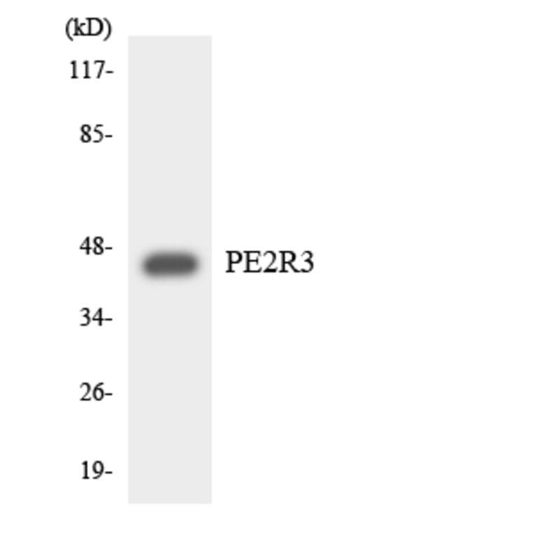 Western Blot - Anti-PE2R3 Antibody (R12-3312) - Antibodies.com