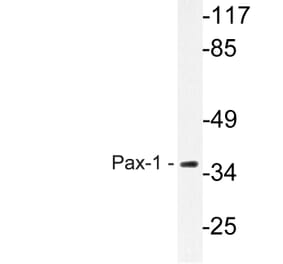 Western Blot - Anti-Pax-1 Antibody (R12-2292) - Antibodies.com