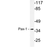 Western Blot - Anti-Pax-1 Antibody (R12-2292) - Antibodies.com