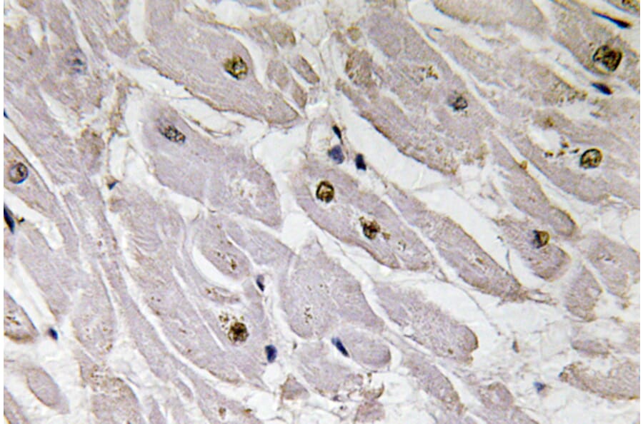 Immunohistochemistry - Anti-Pax-1 Antibody (R12-2292) - Antibodies.com