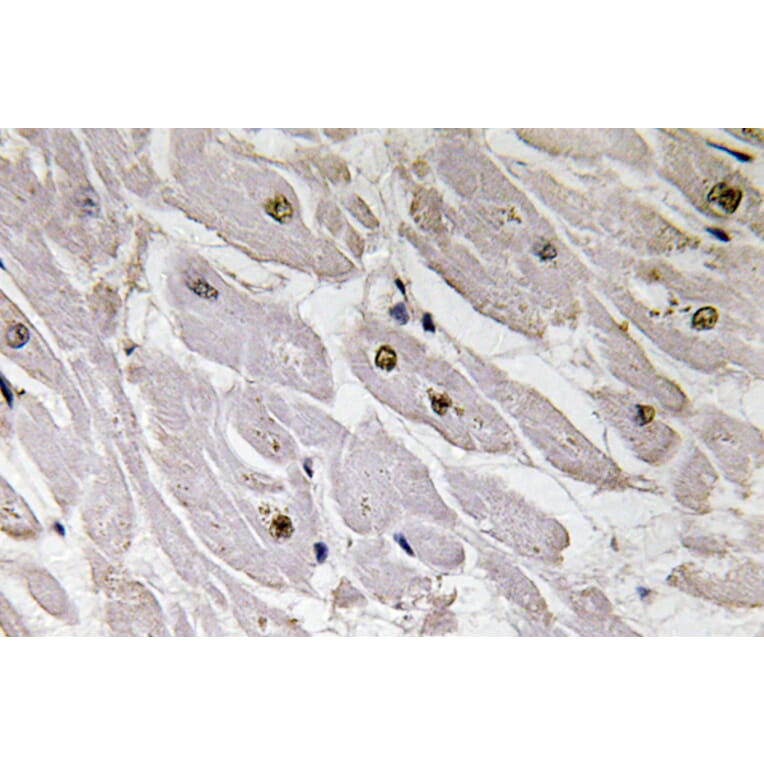 Immunohistochemistry - Anti-Pax-1 Antibody (R12-2292) - Antibodies.com