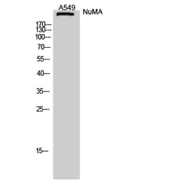 Western Blot - Anti-NUMA1 Antibody (C17086) - Antibodies.com