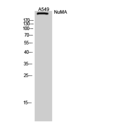 Western Blot - Anti-NUMA1 Antibody (C17086) - Antibodies.com