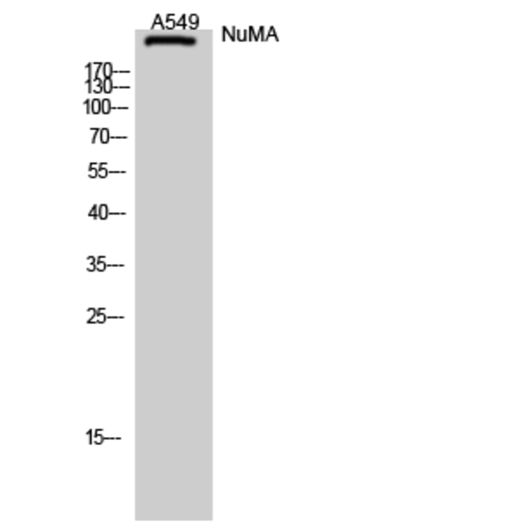 Western Blot - Anti-NUMA1 Antibody (C17086) - Antibodies.com