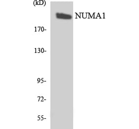 Western Blot - Anti-NUMA1 Antibody (R12-3113) - Antibodies.com