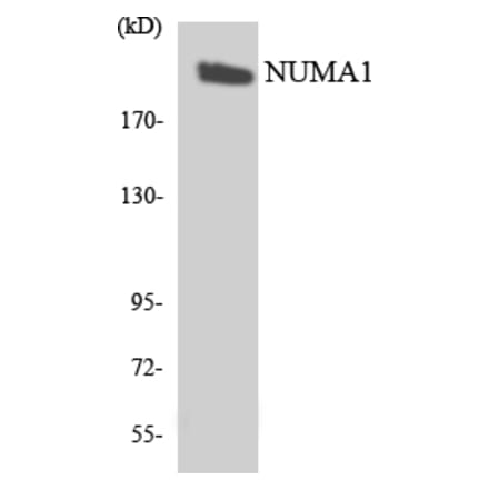 Western Blot - Anti-NUMA1 Antibody (R12-3113) - Antibodies.com