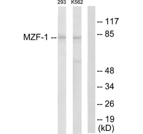 Western Blot - Anti-MZF-1 Antibody (C10502) - Antibodies.com