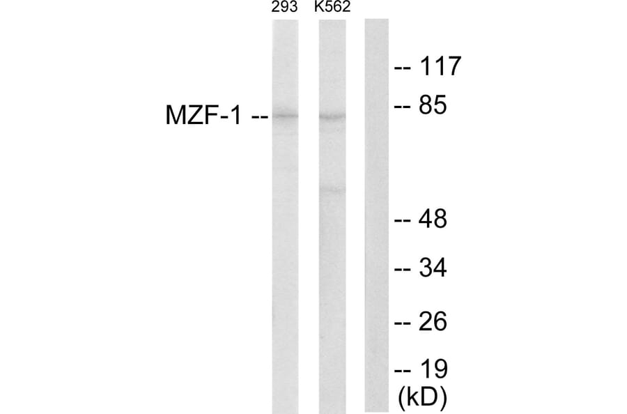 Western Blot - Anti-MZF-1 Antibody (C10502) - Antibodies.com