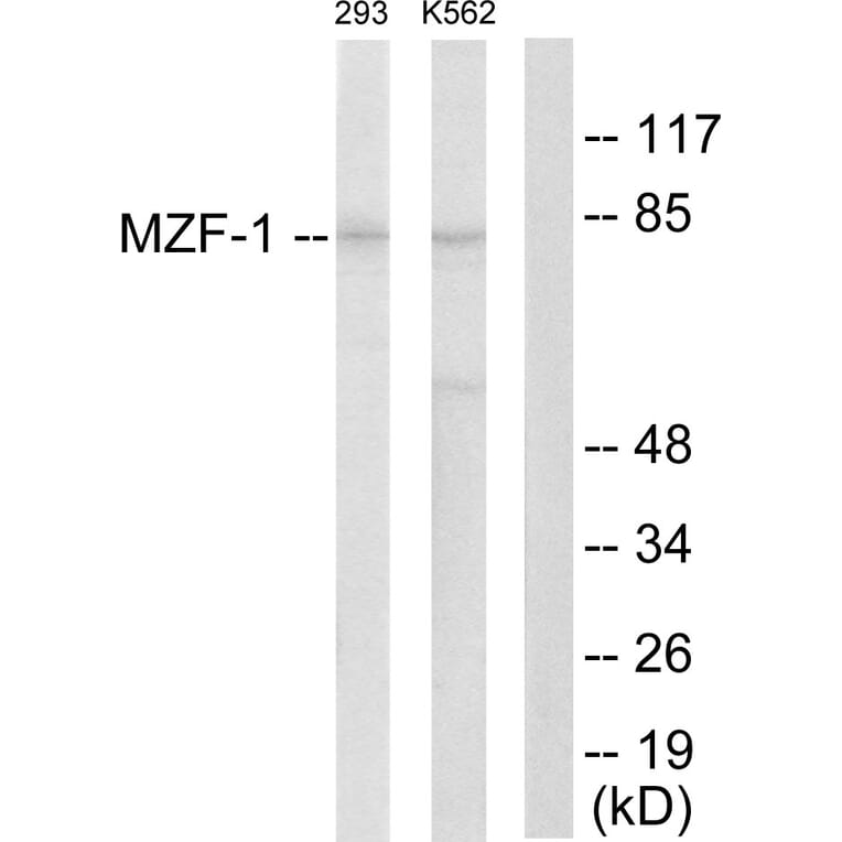 Western Blot - Anti-MZF-1 Antibody (C10502) - Antibodies.com