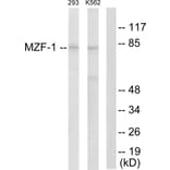 Western Blot - Anti-MZF-1 Antibody (C10502) - Antibodies.com