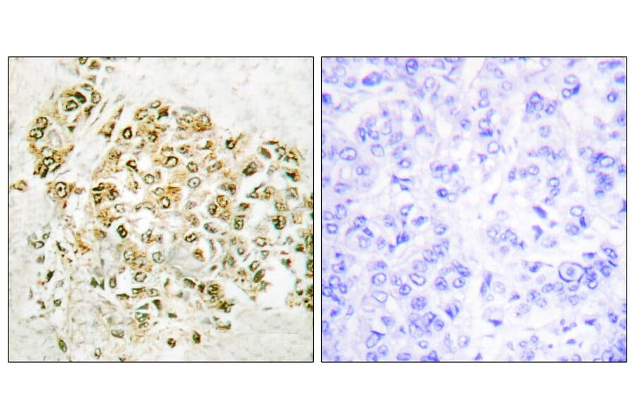 Immunohistochemistry - Anti-MZF-1 Antibody (C10502) - Antibodies.com