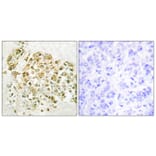 Immunohistochemistry - Anti-MZF-1 Antibody (C10502) - Antibodies.com