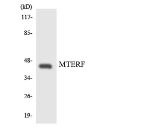 Western Blot - Anti-MTERF Antibody (R12-3060) - Antibodies.com