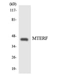 Western Blot - Anti-MTERF Antibody (R12-3060) - Antibodies.com