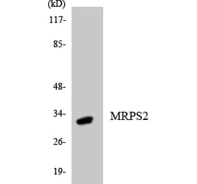 Western Blot - Anti-MRPS2 Antibody (R12-3052) - Antibodies.com