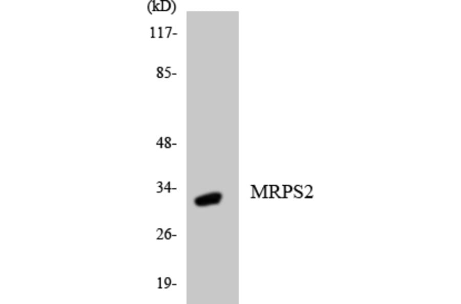 Western Blot - Anti-MRPS2 Antibody (R12-3052) - Antibodies.com