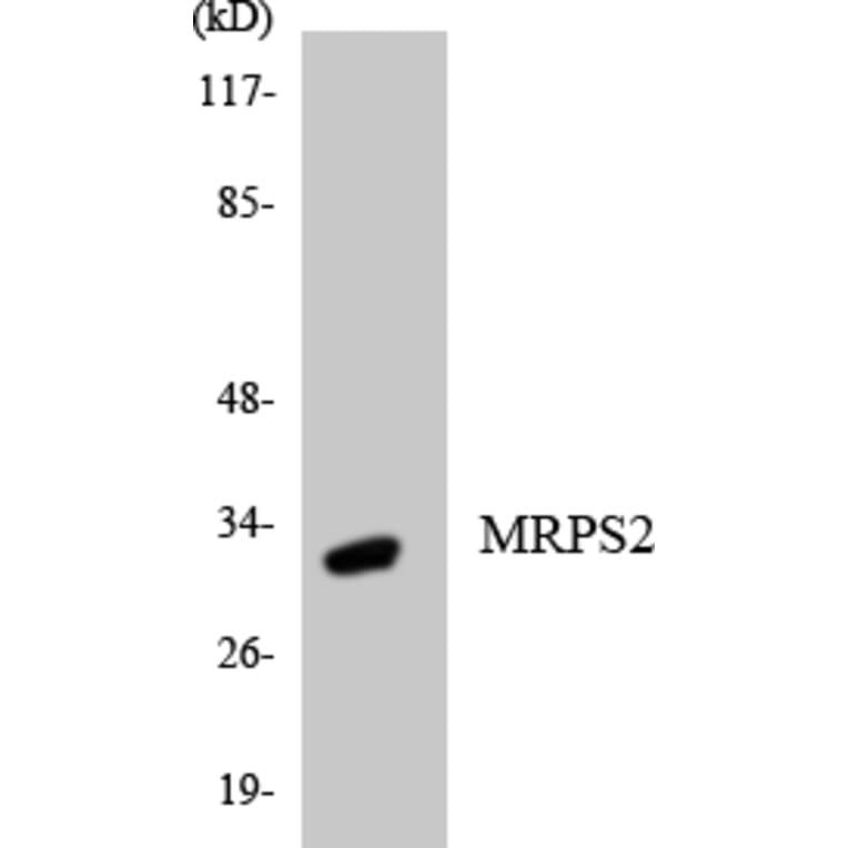 Western Blot - Anti-MRPS2 Antibody (R12-3052) - Antibodies.com