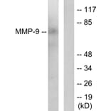 Western Blot - Anti-MMP-9 Antibody (C0275) - Antibodies.com