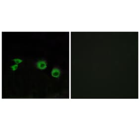Immunofluorescence - Anti-MIPT3 Antibody (C13085) - Antibodies.com