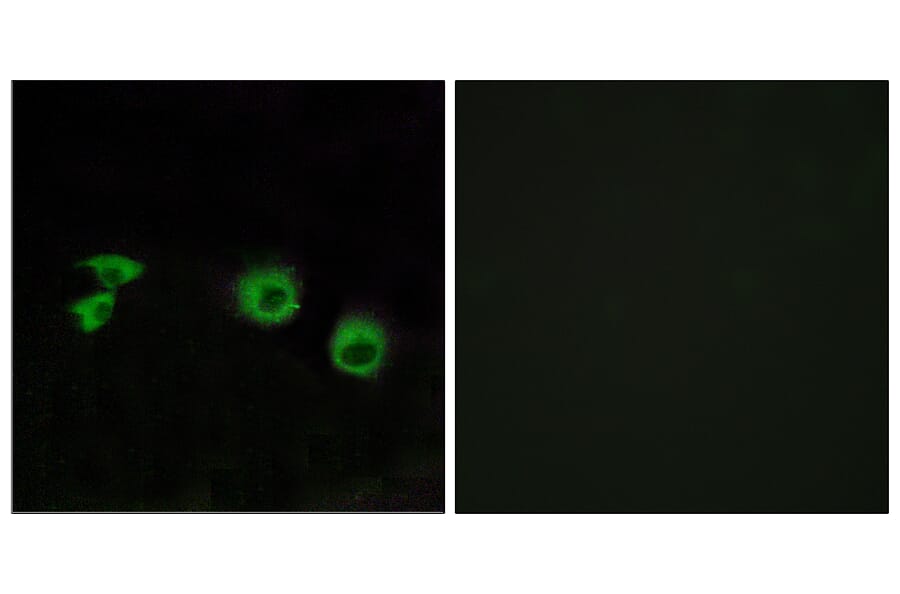 Immunofluorescence - Anti-MIPT3 Antibody (C13085) - Antibodies.com