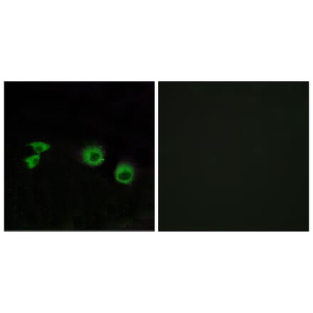 Immunofluorescence - Anti-MIPT3 Antibody (C13085) - Antibodies.com