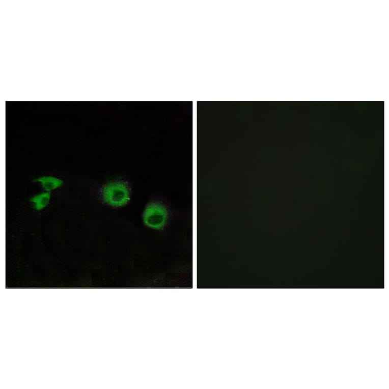 Immunofluorescence - Anti-MIPT3 Antibody (C13085) - Antibodies.com