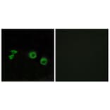 Immunofluorescence - Anti-MIPT3 Antibody (C13085) - Antibodies.com