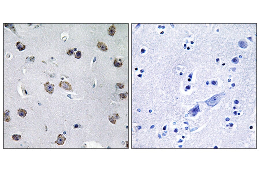 Immunohistochemistry - Anti-MIPT3 Antibody (C13085) - Antibodies.com