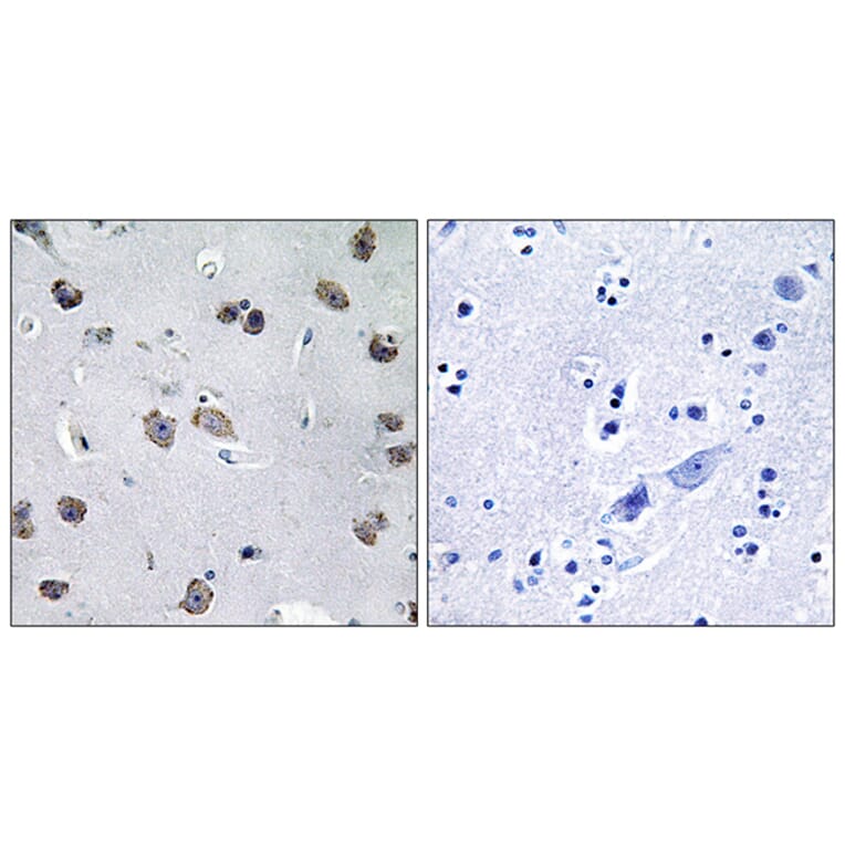 Immunohistochemistry - Anti-MIPT3 Antibody (C13085) - Antibodies.com