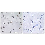 Immunohistochemistry - Anti-MIPT3 Antibody (C13085) - Antibodies.com