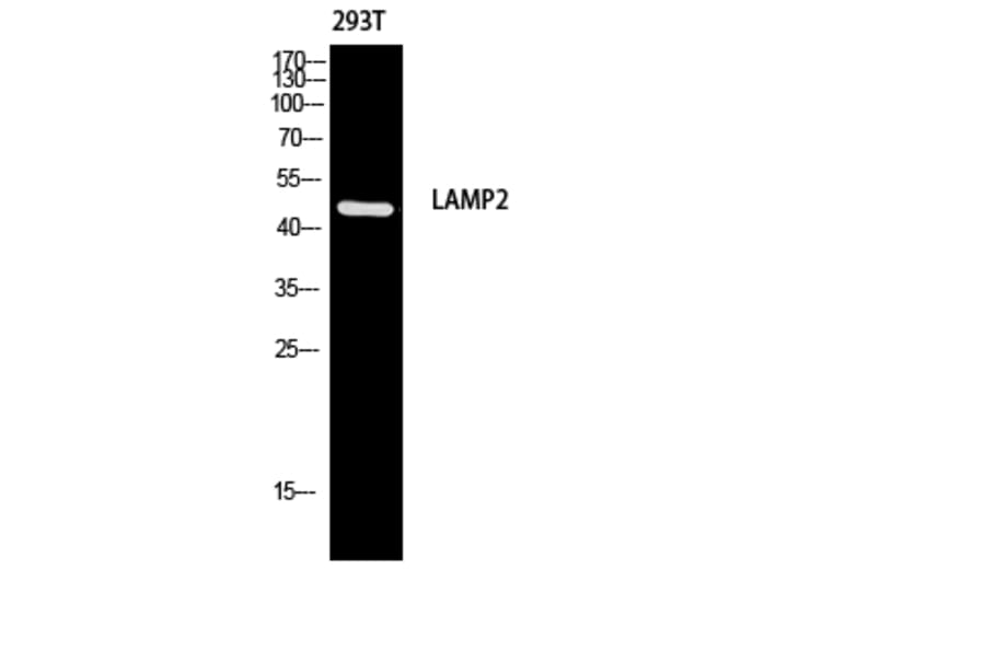 Western Blot - Anti-LAMP2 Antibody (C30411) - Antibodies.com