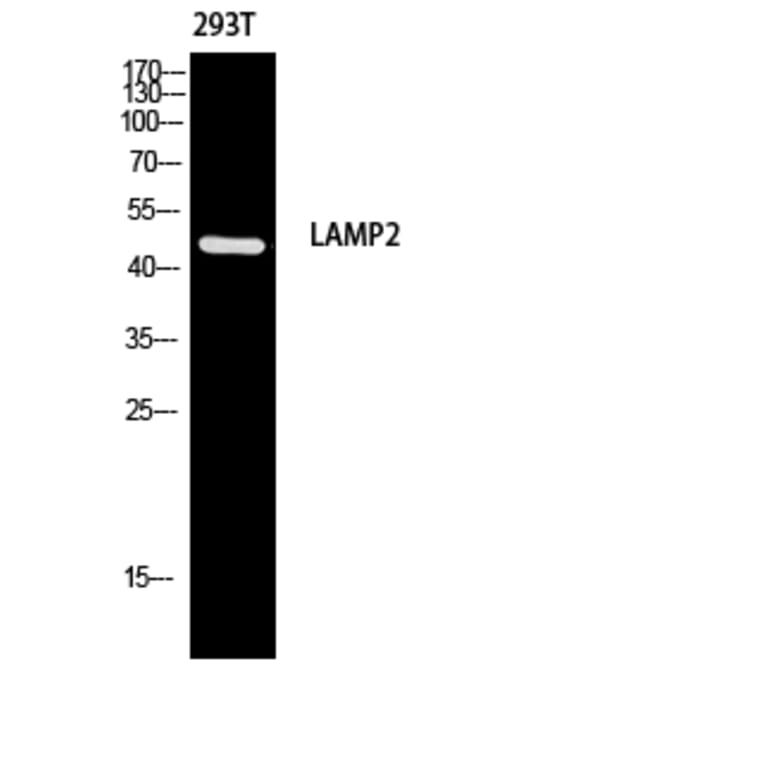 Western Blot - Anti-LAMP2 Antibody (C30411) - Antibodies.com