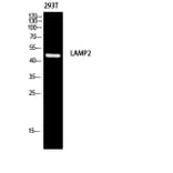 Western Blot - Anti-LAMP2 Antibody (C30411) - Antibodies.com