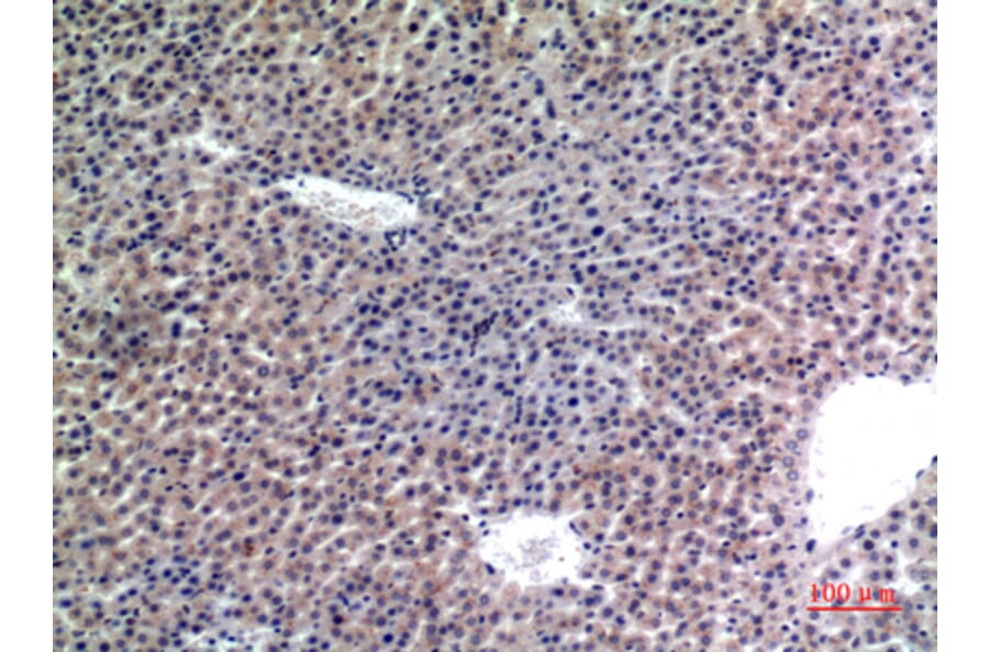 Immunohistochemistry - Anti-LAMP2 Antibody (C30411) - Antibodies.com