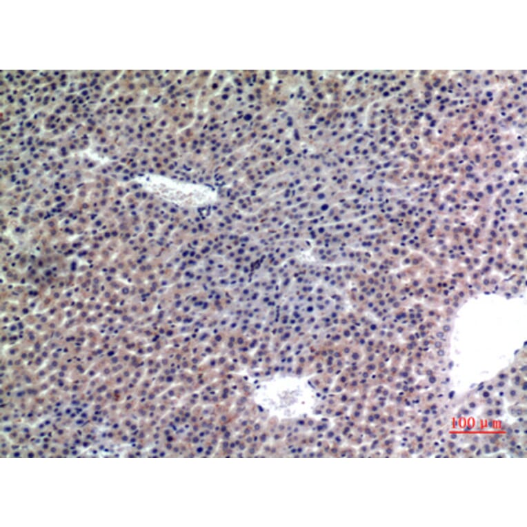 Immunohistochemistry - Anti-LAMP2 Antibody (C30411) - Antibodies.com