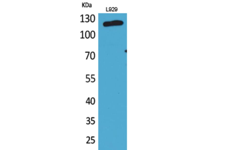 Western Blot - Anti-LAMP1 Antibody (C30410) - Antibodies.com