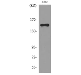 Western Blot - Anti-LAMC2 Antibody (C30224) - Antibodies.com