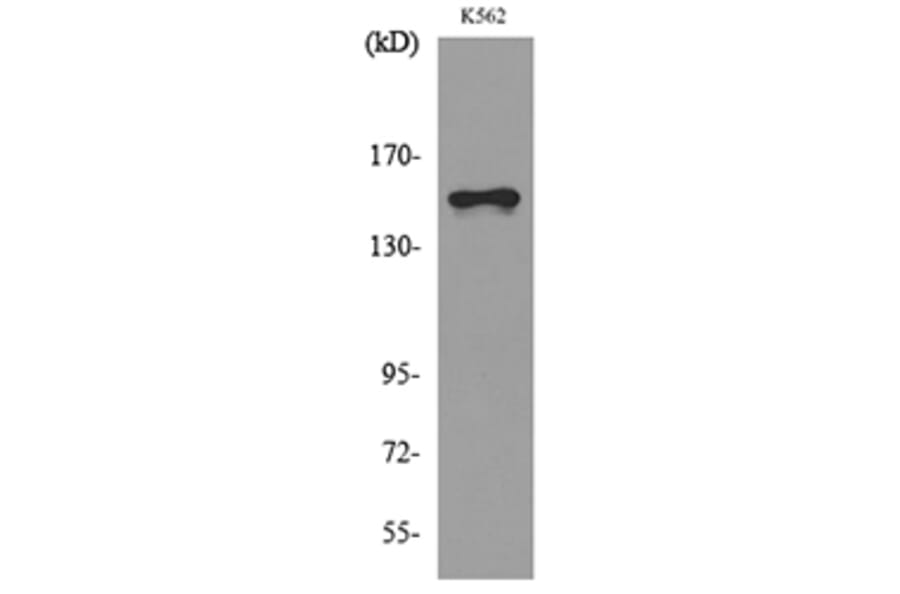 Western Blot - Anti-LAMC2 Antibody (C30224) - Antibodies.com