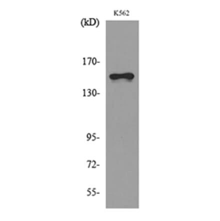 Western Blot - Anti-LAMC2 Antibody (C30224) - Antibodies.com