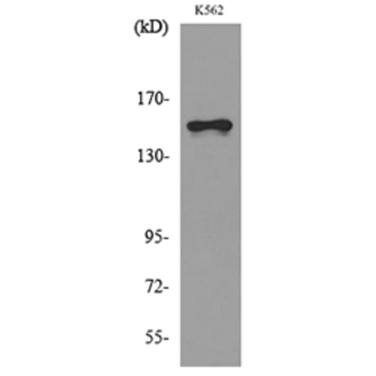 Western Blot - Anti-LAMC2 Antibody (C30224) - Antibodies.com