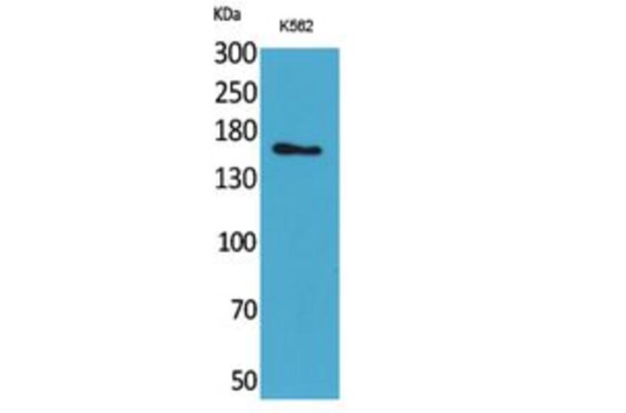 Western Blot - Anti-LAMC2 Antibody (C30224) - Antibodies.com